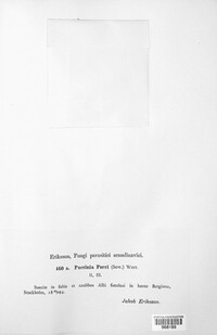 Puccinia porri image